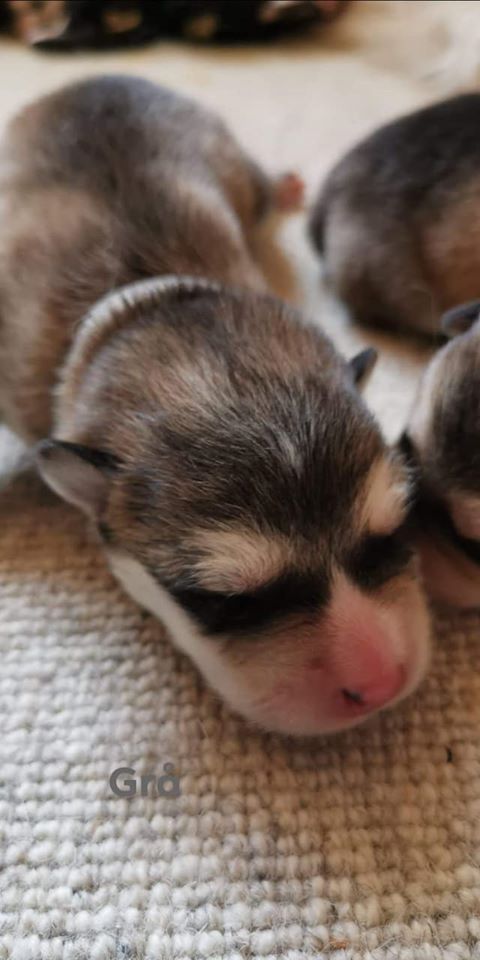 P-litter grey dreng 1 day