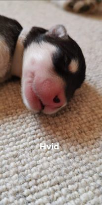 P-litter hvid dreng