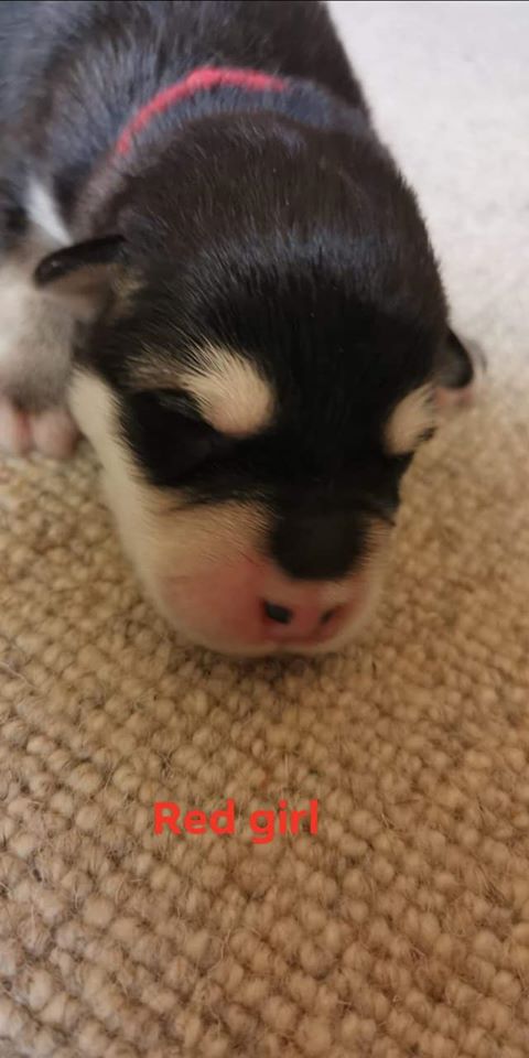 P-litter red girl 1 day