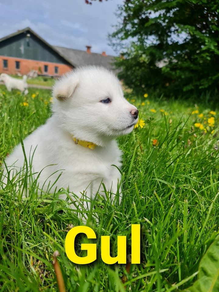 Quick-step Kayla gul 5 uger