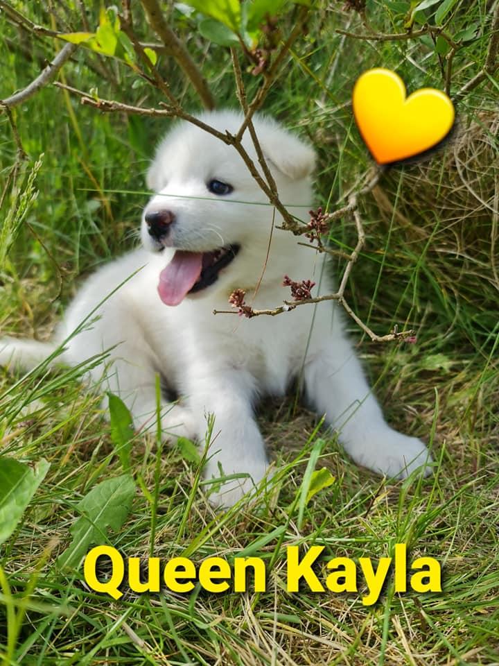 Quick-step Kayla gul 6 uger