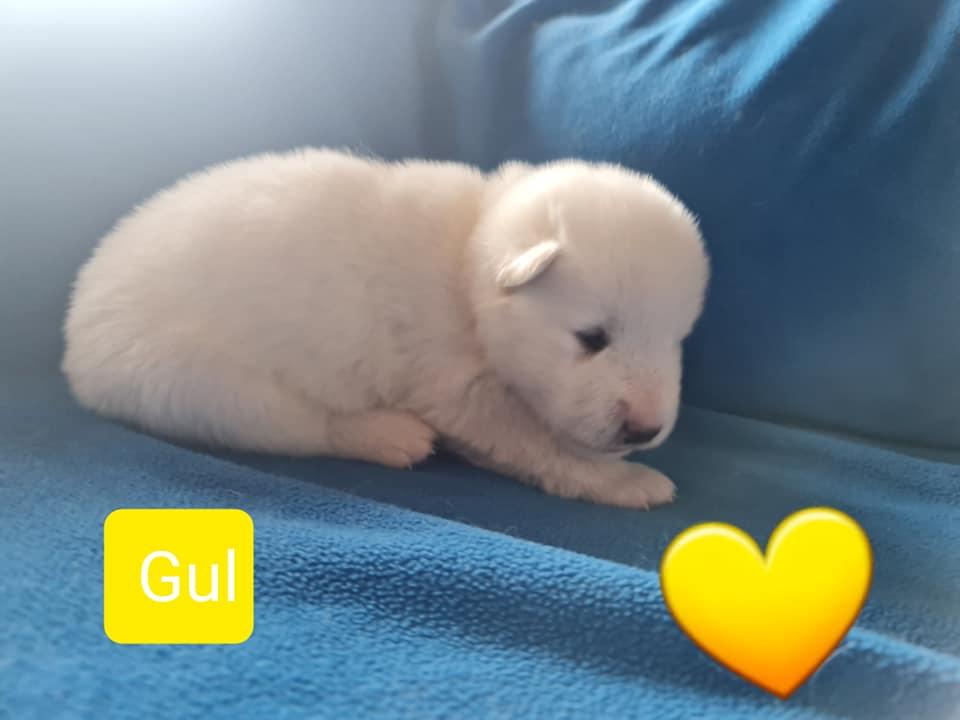 Quick-step gul 2 uger