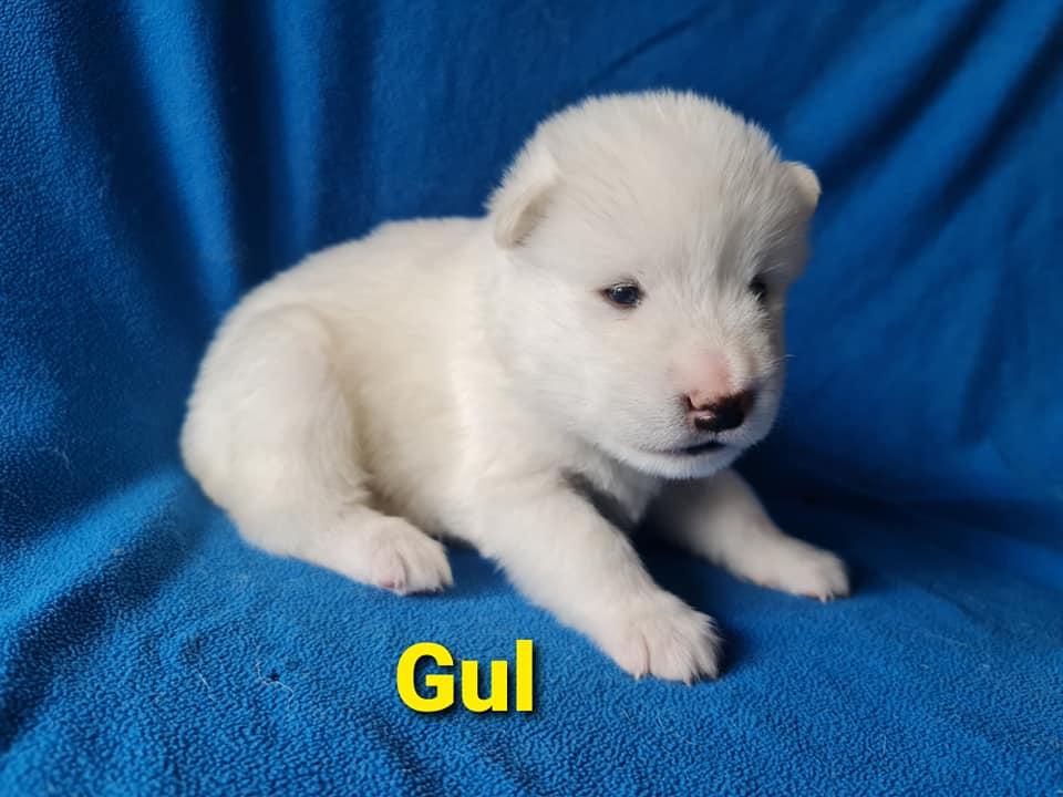 Quick-step gul 3 uger