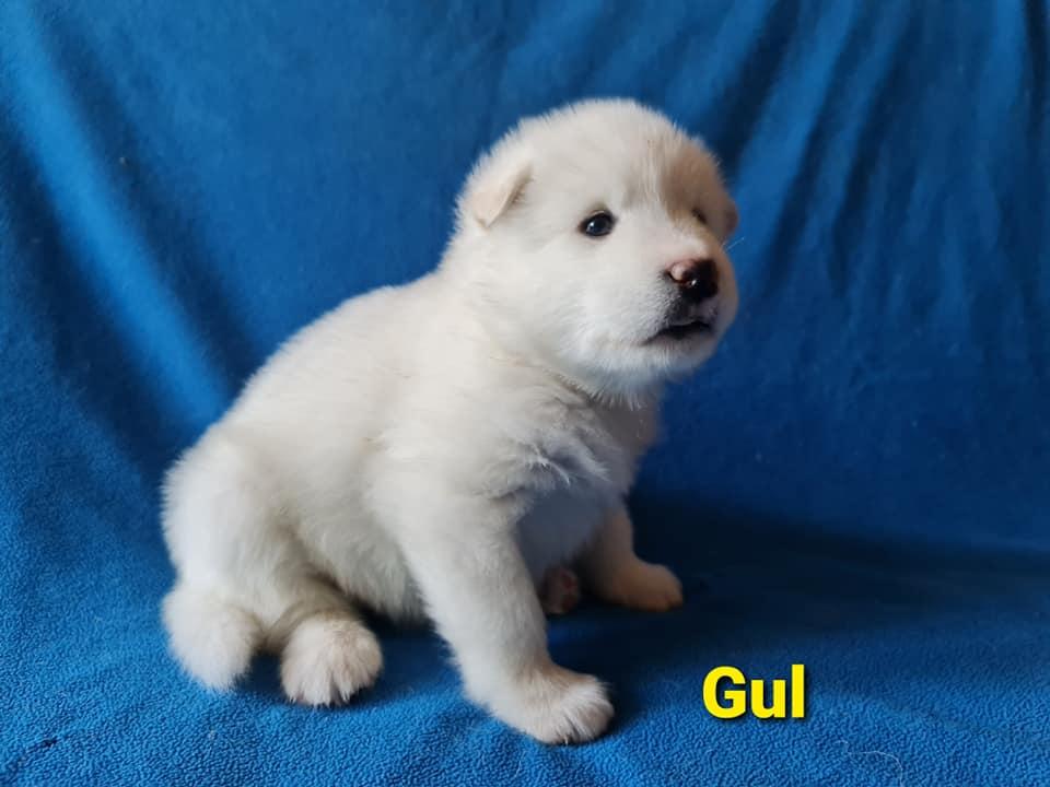 Quick-step gul 4 uger
