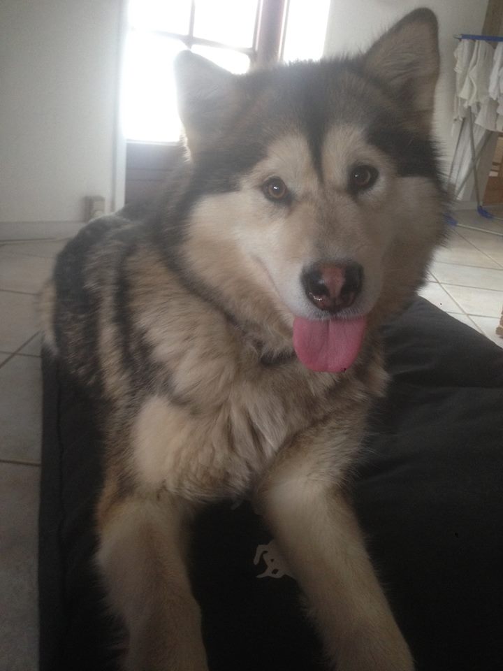 Smilla 6