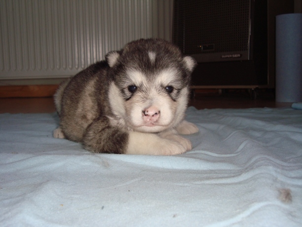 Toolik 3 uger