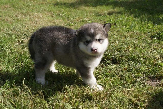 Toolik 4 uger