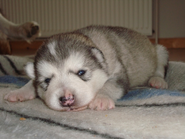 Wolf 1 uge (1)