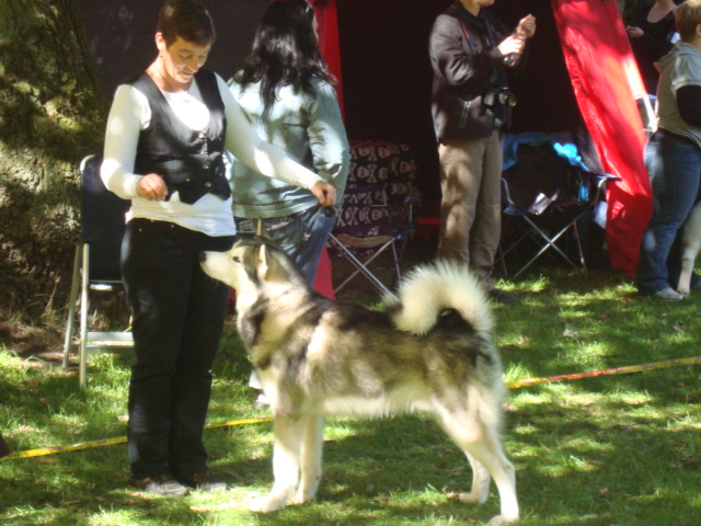 Wolf 16 mdr