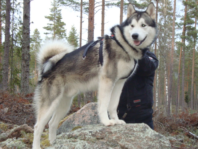 Wolf 17 mdr