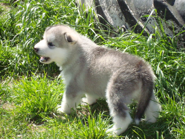 Wolf 4 uger