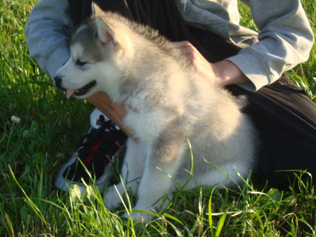 Wolf 5 uger