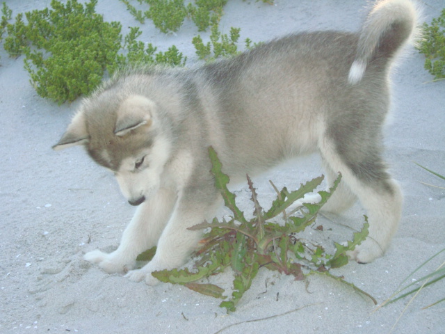 Wolf 7 uger (1)