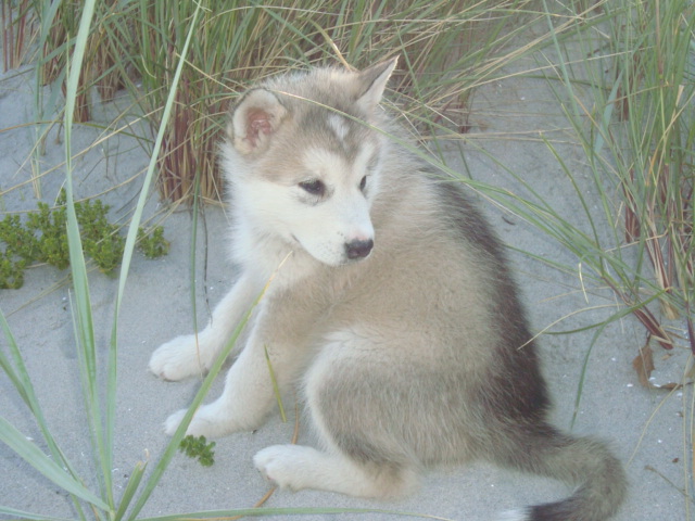 Wolf 7 uger (2)