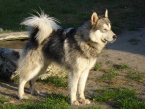 YSM-Aslan 14 mdr