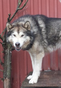 YSM-Aslan maj 14