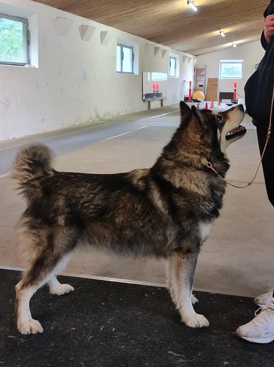 Ziva sept 2021