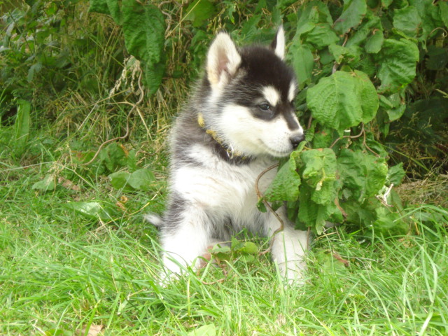 nala 6 uger