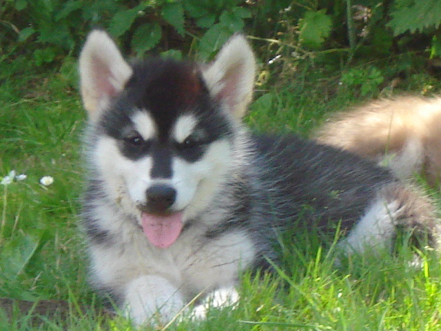 nala 8 uger